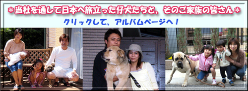 ＊当社を通して日本へ旅立った仔犬たちと、そのご家族の皆さん＊ クリックして、アルバムページへ！