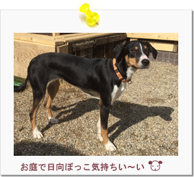 ☆正木様ご家族と伐沙羅ちゃん&伽羅ちゃん☆