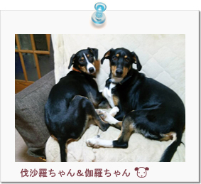 ☆正木様ご家族と伐沙羅ちゃん&伽羅ちゃん☆